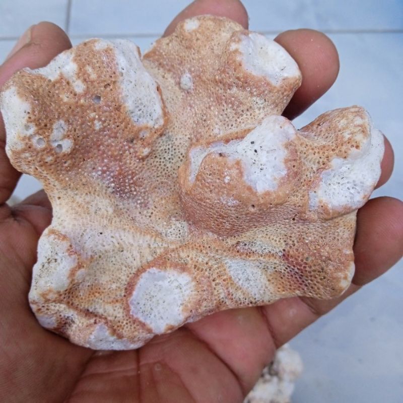 Batu karang Oren Terumbu Batu karang  Natural Asli Alami Laut/1kg