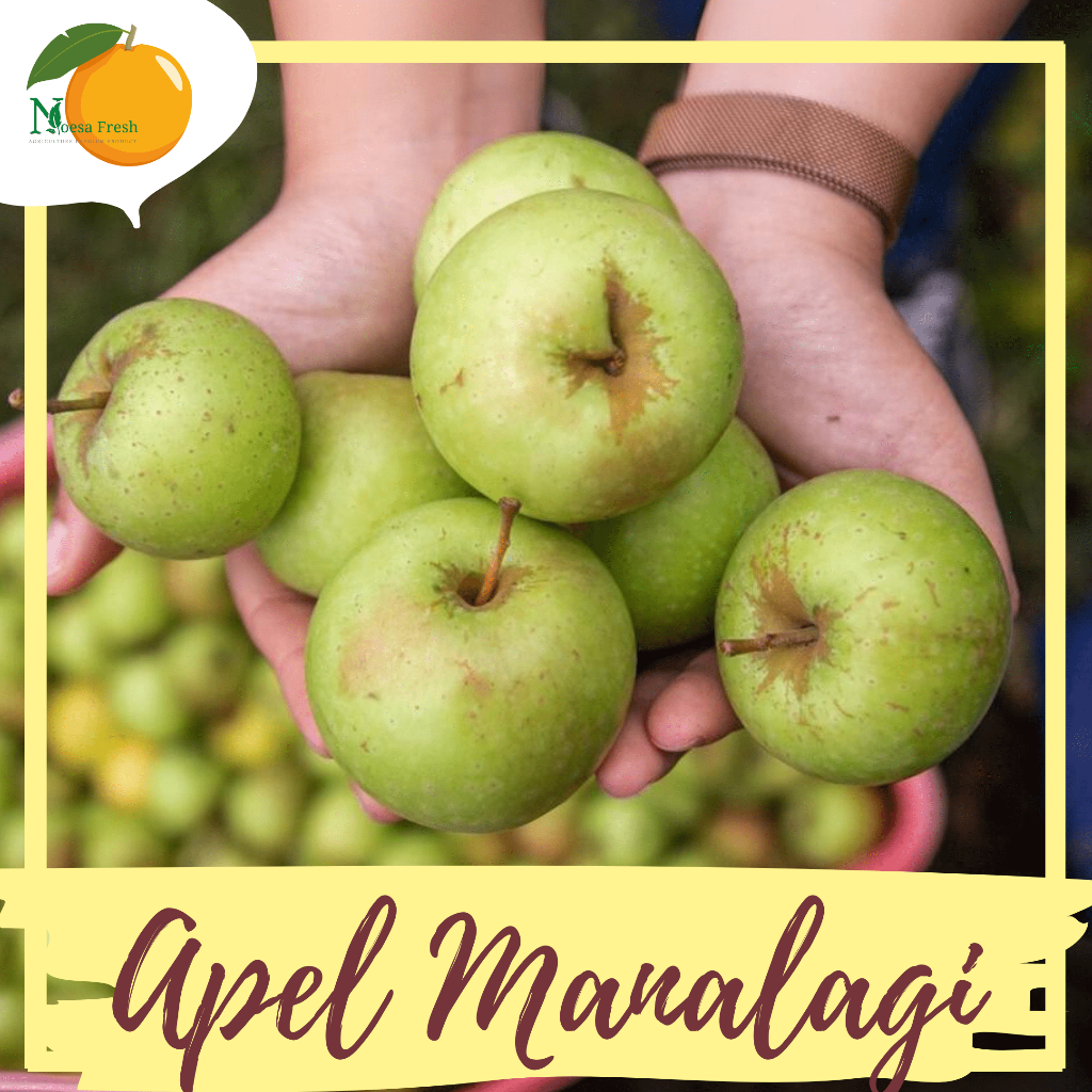 

Apel Malang Manalagi Fresh 1kg | Oleh-Oleh Batu Malang