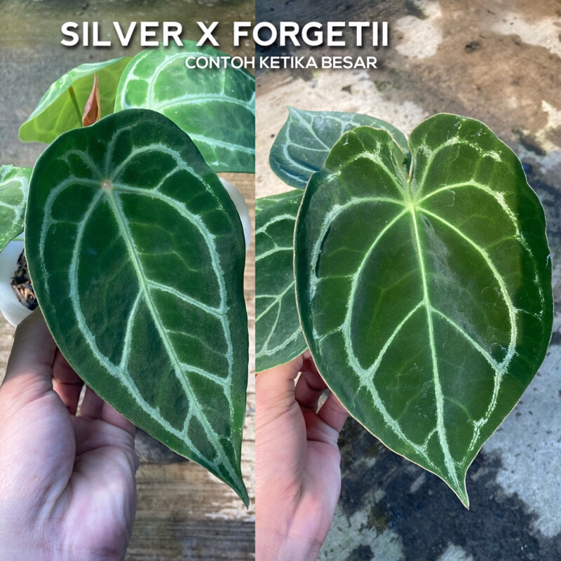 Anthurium Silver X Forgetii