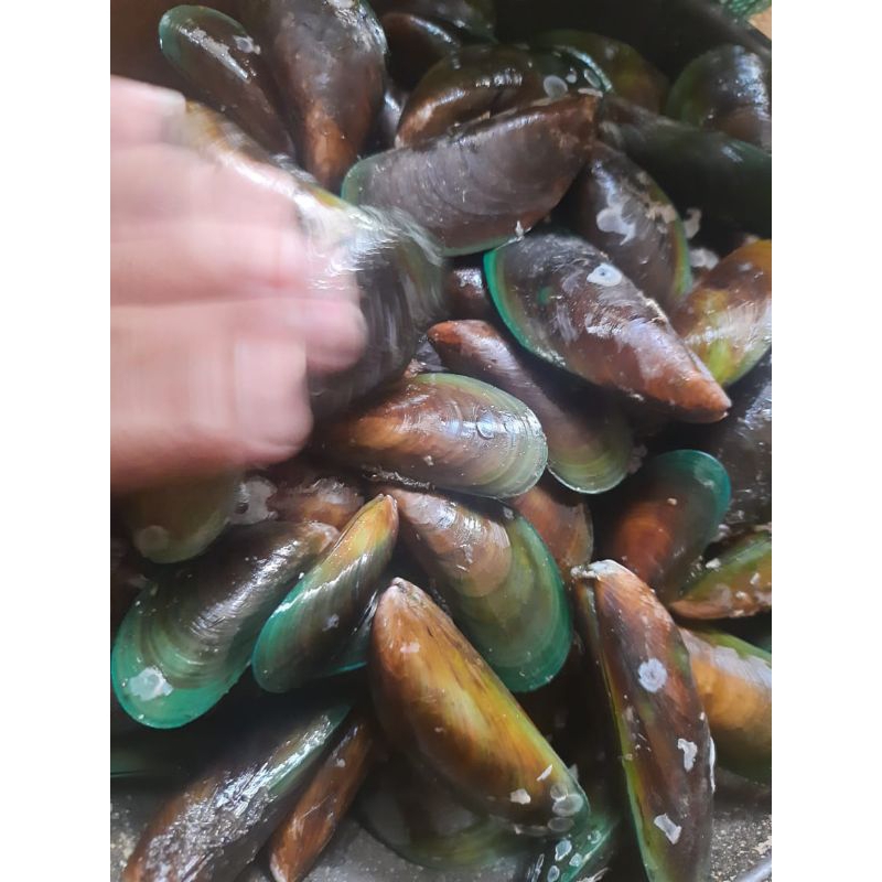 

kerang hijau