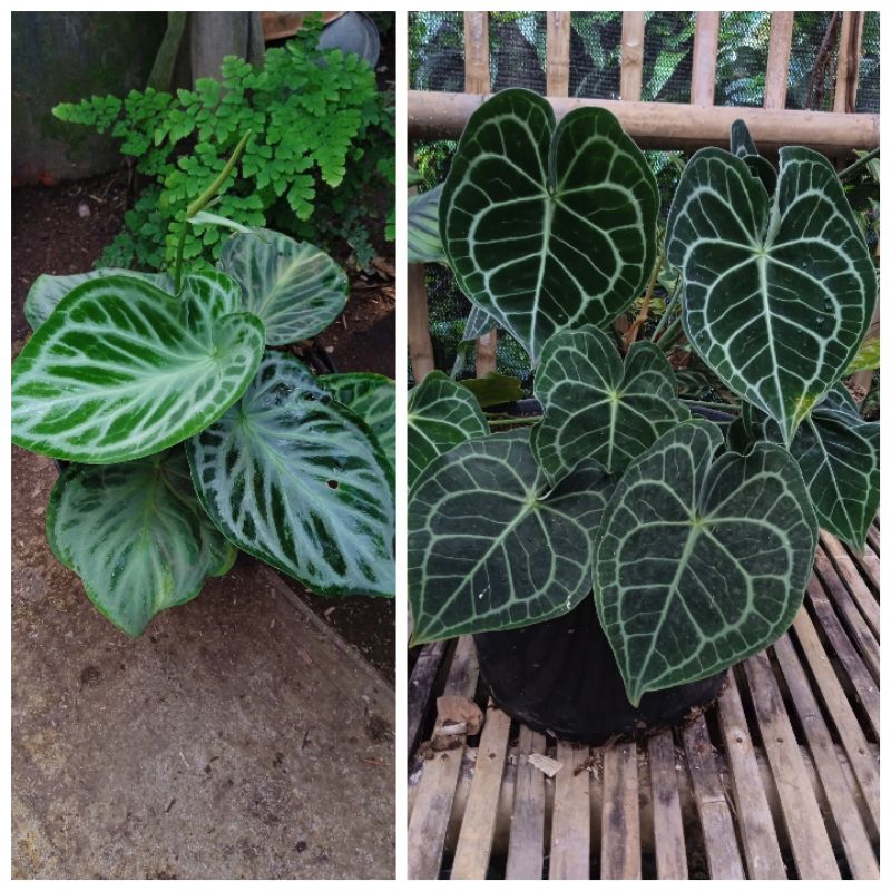 Kuping Gajah Silver Blush x Clarinervium Pagoda