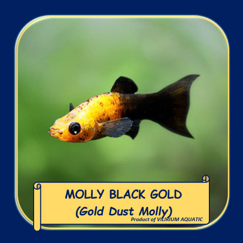 IKAN HIAS AIR TAWAR - MOLLY BLACK GOLD / GOLD DUST MOLLY