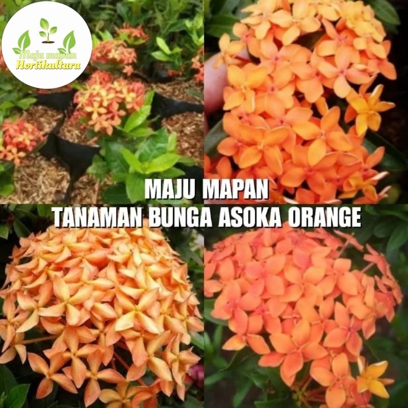 TANAMAN BUNGA ASOKA ORANGE/TANAMAN HIAS ASOKA ORANGE
