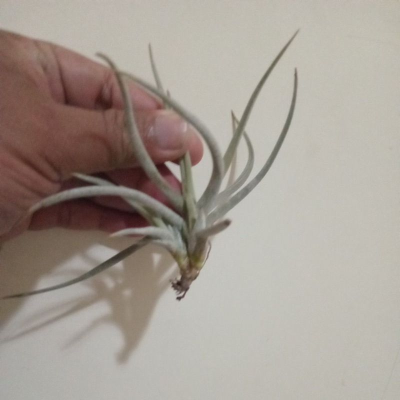 Tillandsia glabior