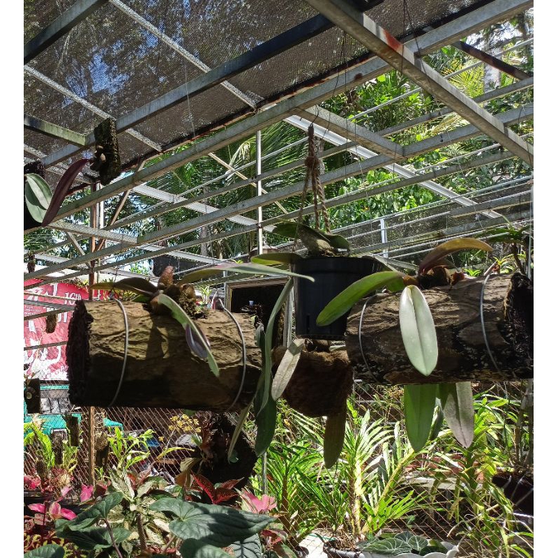 Pot Anggrek Gantung Batang Pakis