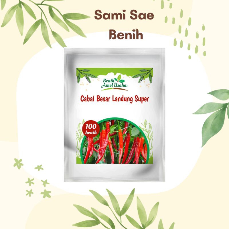 Cabai besar landung super 100 benih/benih cabai besar landung super cepat tumbuh/benih cabai landung