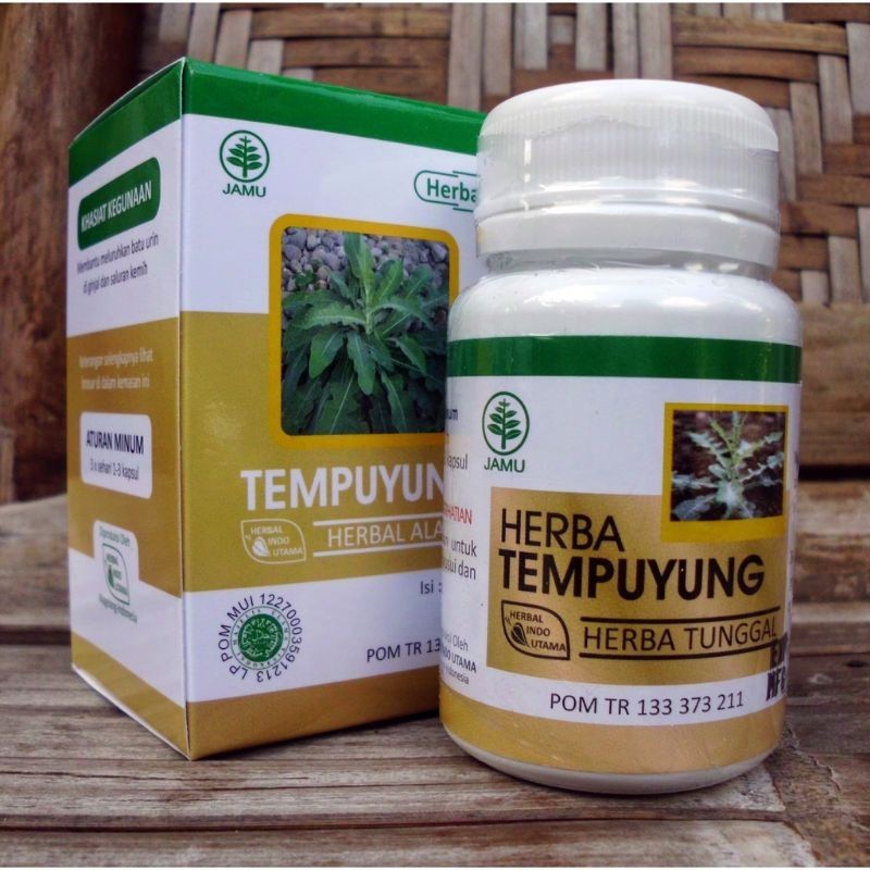 Kapsul Tempuyung  Obat Herbal Batu Ginjal dan Batu Empedu Mujarab