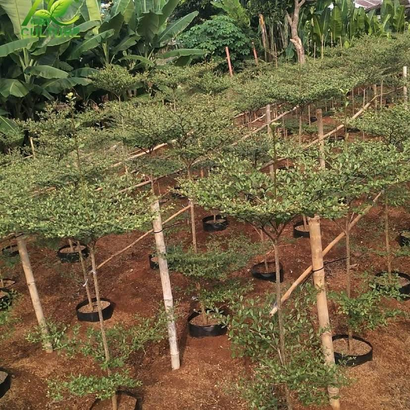 Ketapang Kencana 2 meter lebih