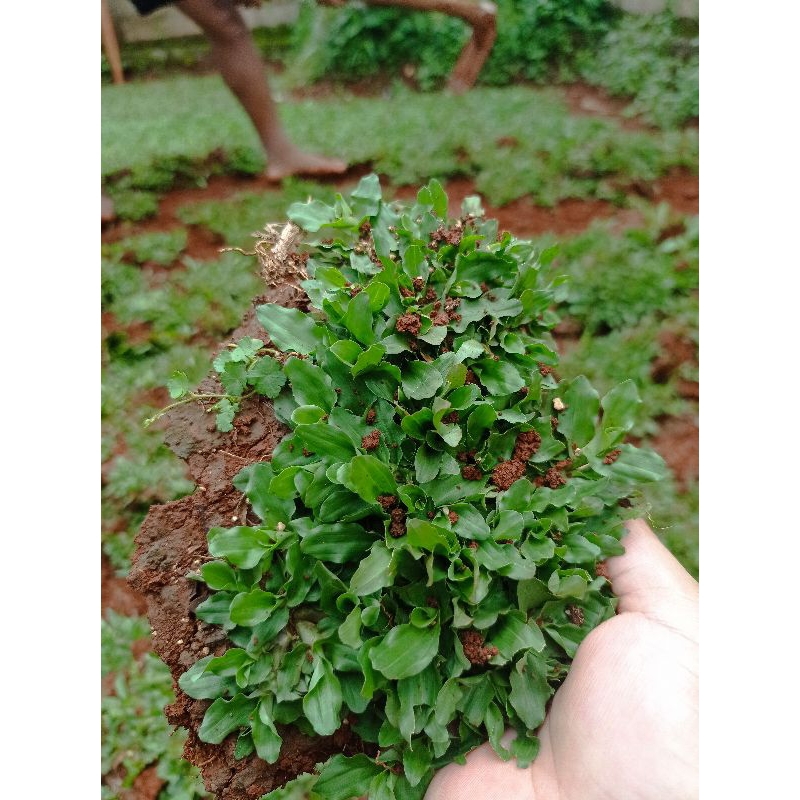 Rumput Taman Gajah Mini untuk lahan 1 meter