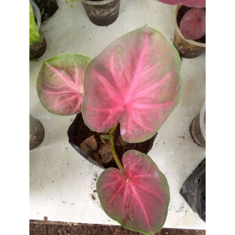 keladi hybrid Orbi,dan baret merah