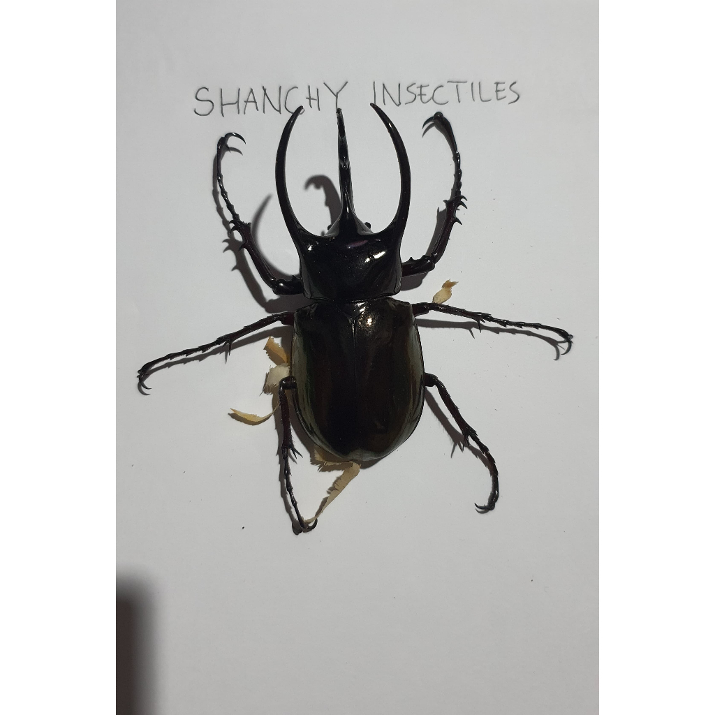 Kumbang tanduk hidup chalcosoma caucasus