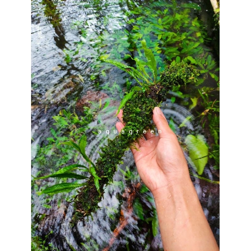 hardscape kayu Moss hiasan aquarium