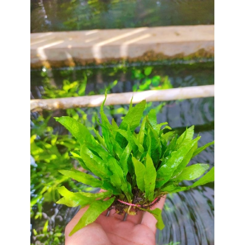 kadaka mini aquascape