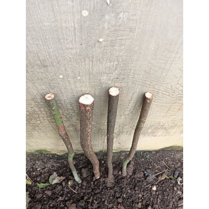 Kayu menangis /rindu menangis 50cm