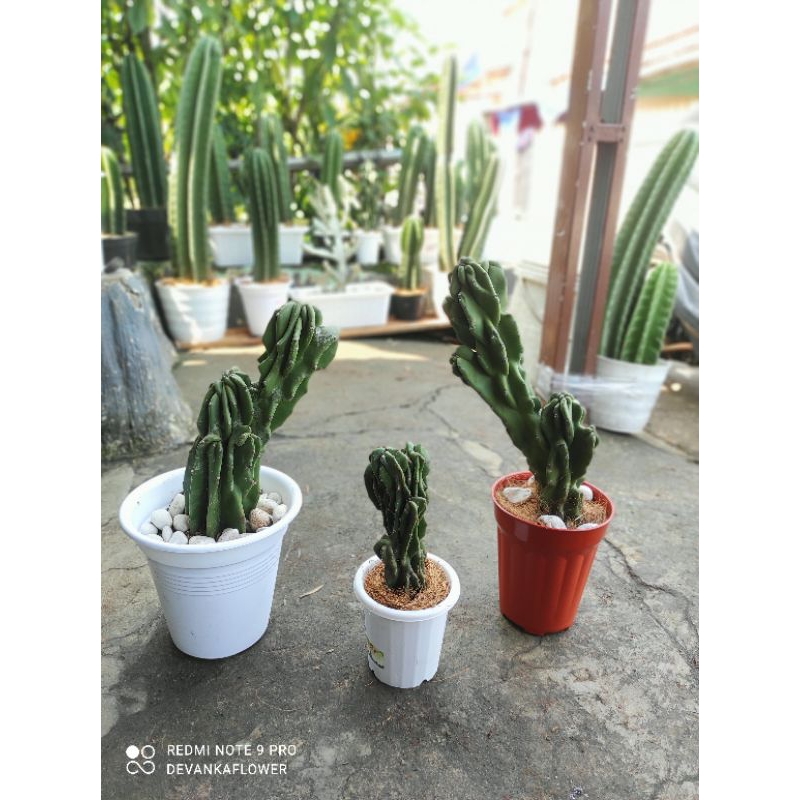 Tanaman Hias Kaktus Lilin Bercabang / Pohon Kaktus Lilin Pagoda / Bunga Hias Kaktus Lilin Bercabang/