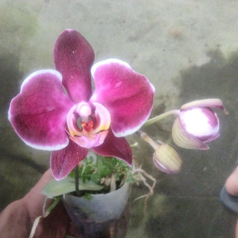 angbul spike, mekar, knop