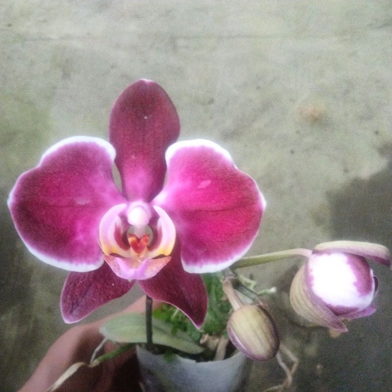 angbul spike, knop, mekar