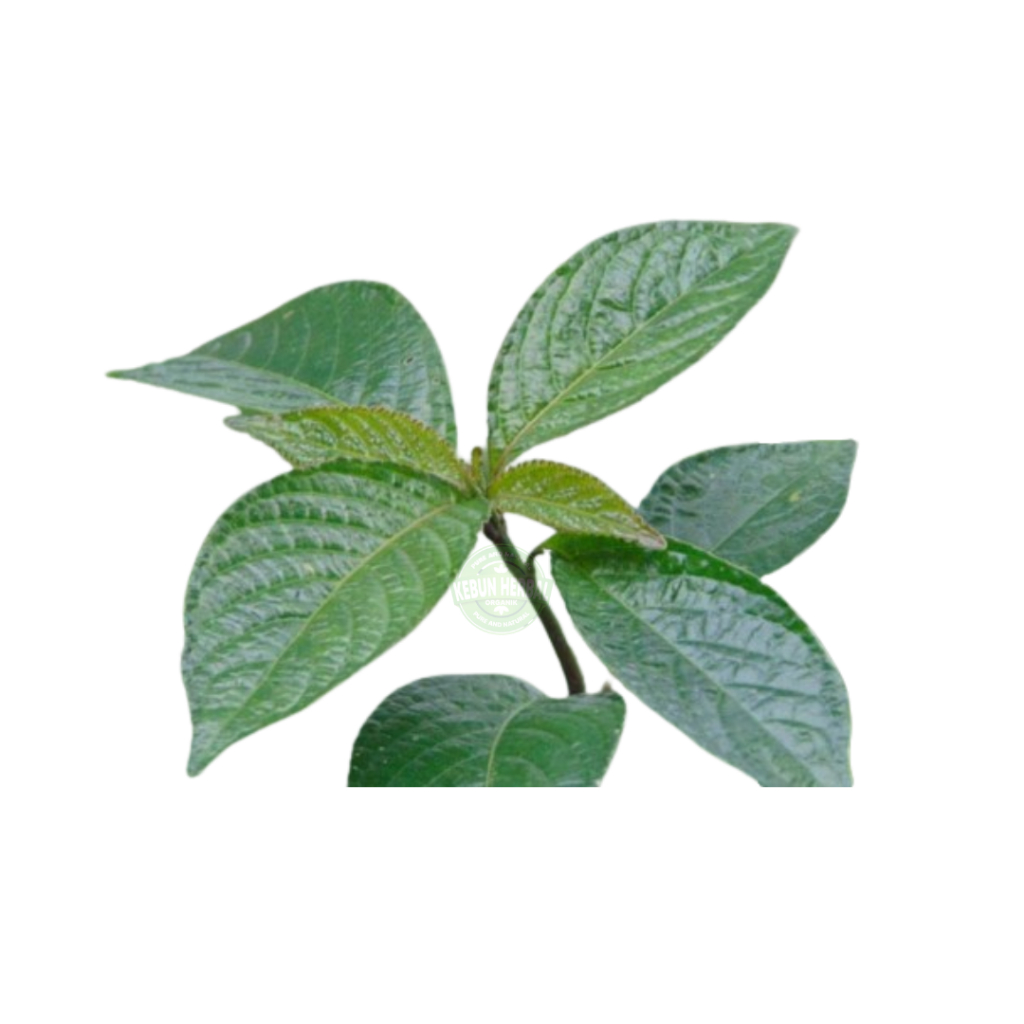 

Daun Keji Beling Ki beling Pecah Beling Segar 500 Gram