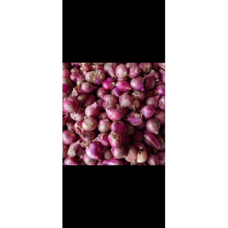 

bawang_merah_Probolinggo