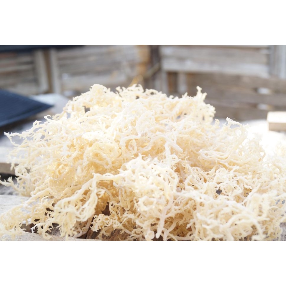 

KODE B54P Rumput Laut Kering Putih 1kg Spinosum Cottoni Original Premium