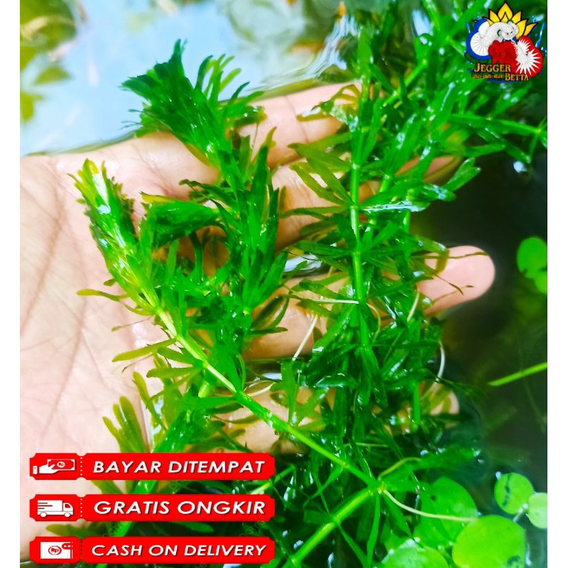 Tanaman ganggang air tawar / hiasan aquascape