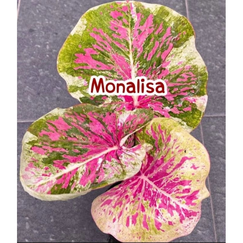 Caladium Thai Beauty Monalisa 1-3 Daun Tanaman Keladi Hias Murah Impor Thailand Import BUKAN bonggol