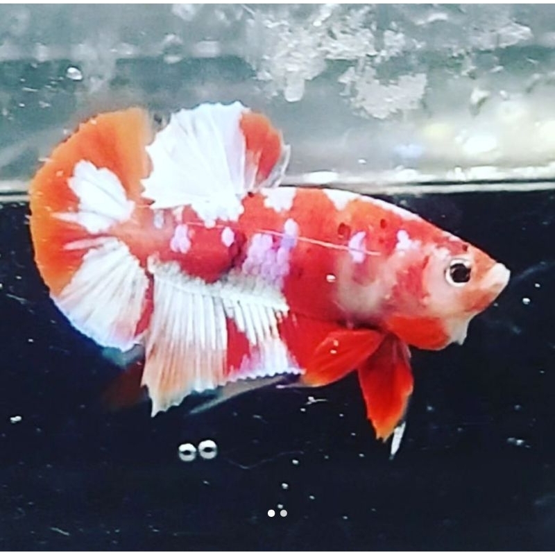Hiasan Aquarium Red Barongsai