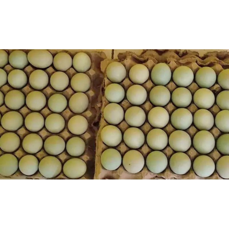 

telurasinkhascirebon