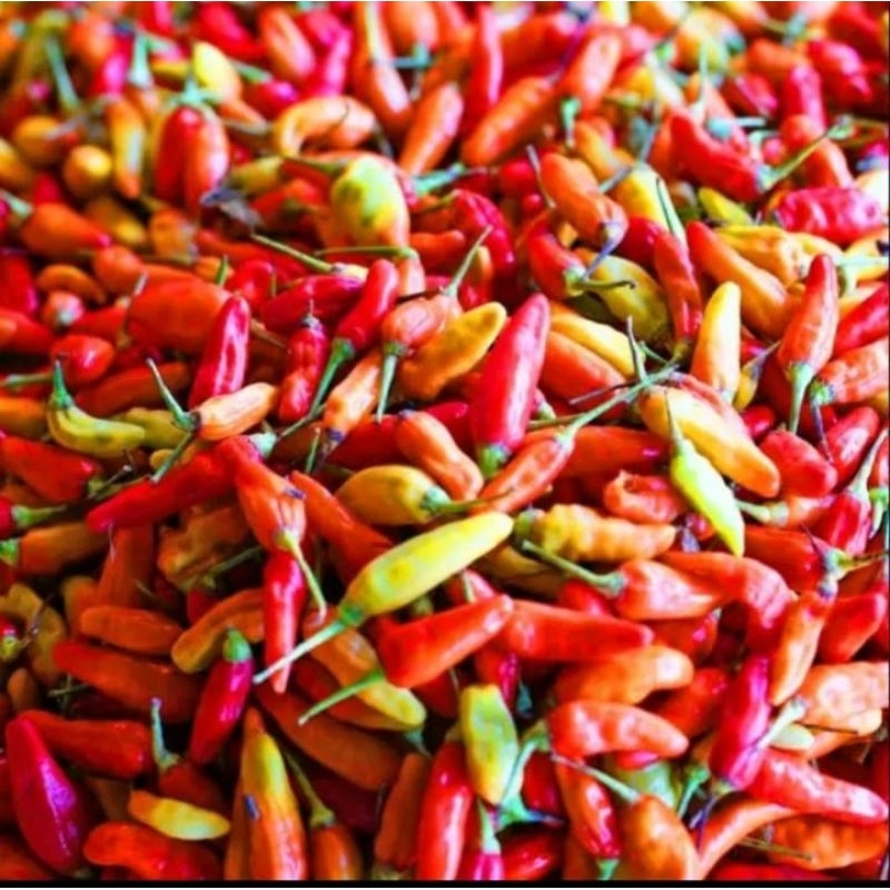 

cabai rawit merah 100 gram