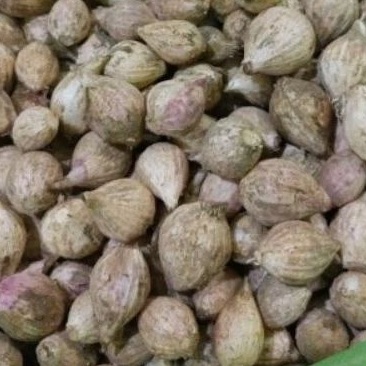 

BAWANG LANANG LOKAL | BAWANG TUNGGAL UKURAN BESAR