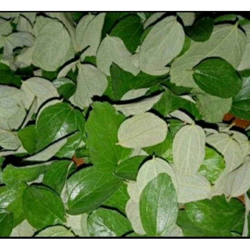 

Daun Bidara per 200 Helai