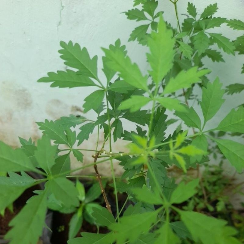 

daun vitex negundo