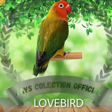 BURUNG LOVEBIRD EUWING GREEN