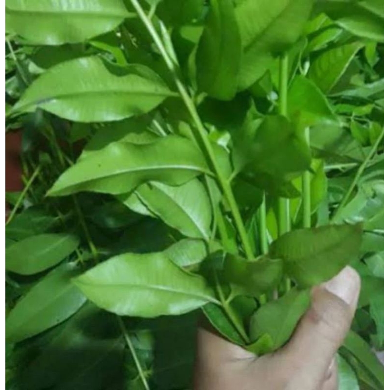 

HERBAL DAUN KEDONDONG SEGAR LGSNG PETIK 200g