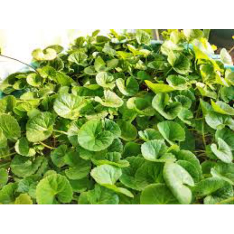 

daun antanan segar 500grm