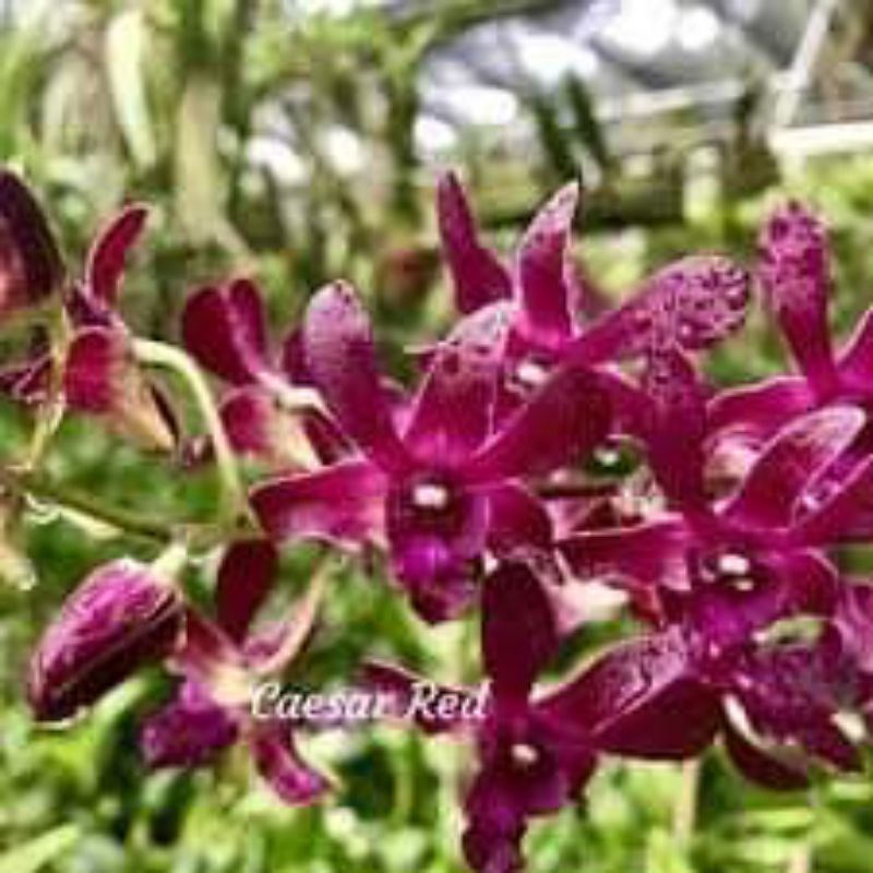 Anggrek Dendrobium Caesar red dewasa