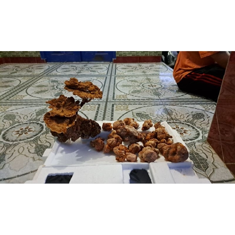 

Jamur Susu Harimau