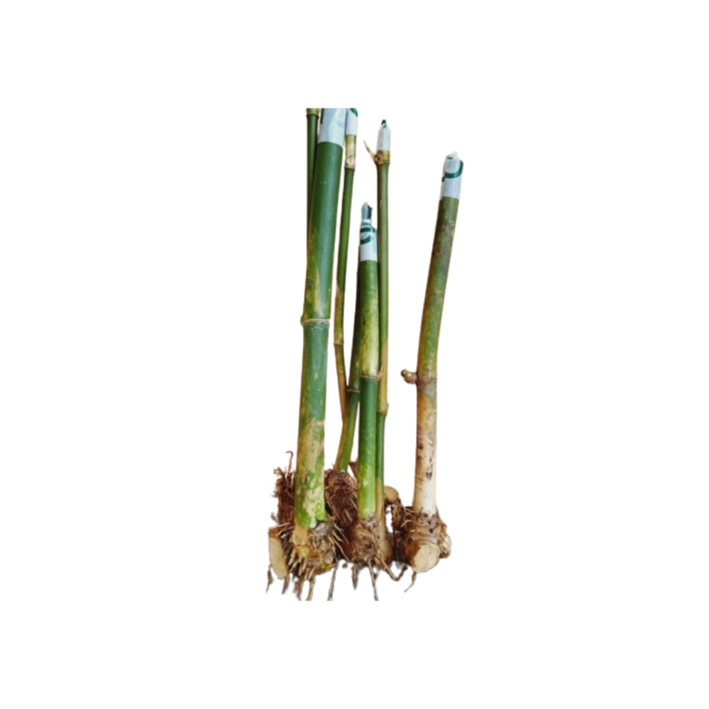 Bibit Tanaman Bambu Petung Bambu Jumbo Bambu Paling Besar