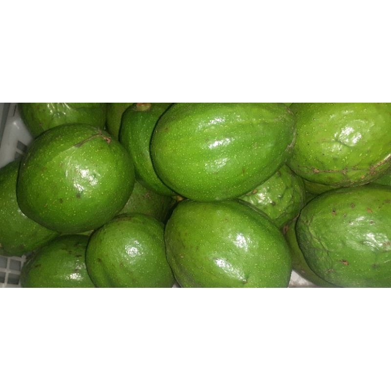 

buah Alpukat 1 kg isi 4/5-6 Buah