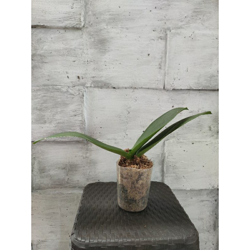 anggrek bulan murah banget ( reject)/afkir