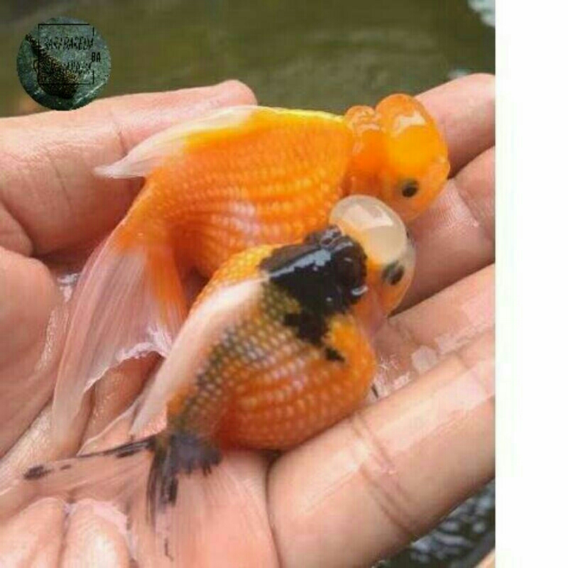 ikan hias koki jambul mutiara