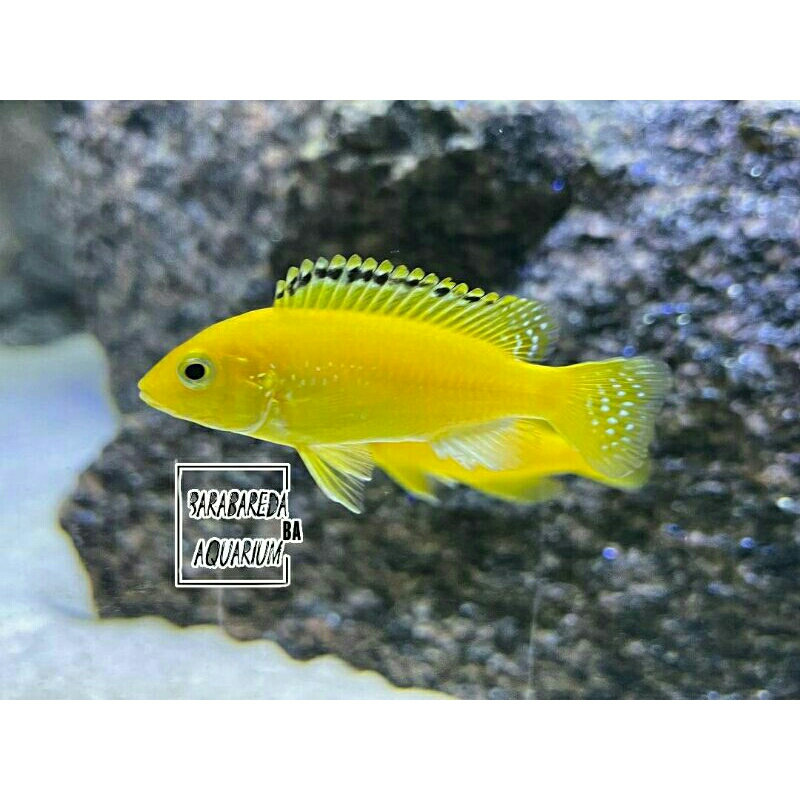 ikan hias cichlid lemon