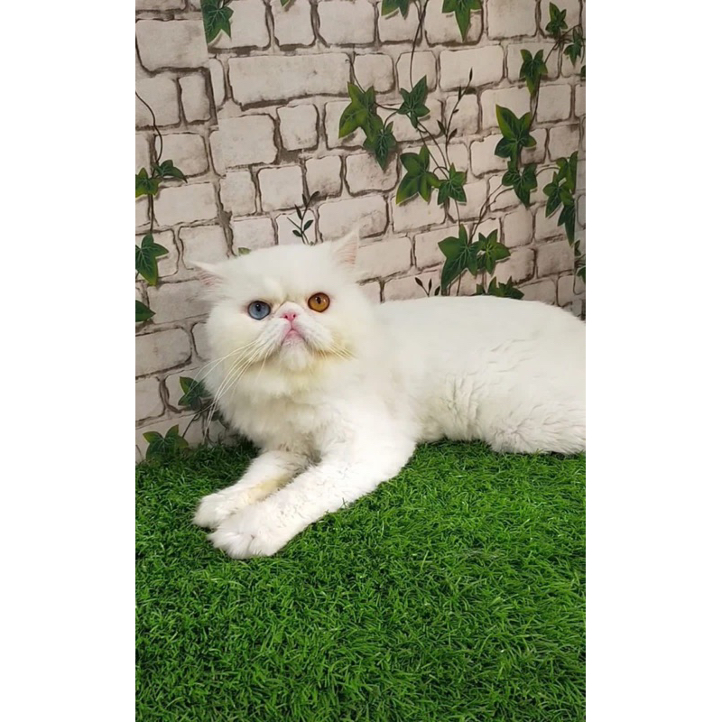 kucing peaknose odd eye