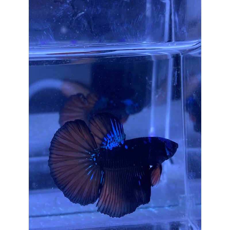 ikan cupang hm avatar