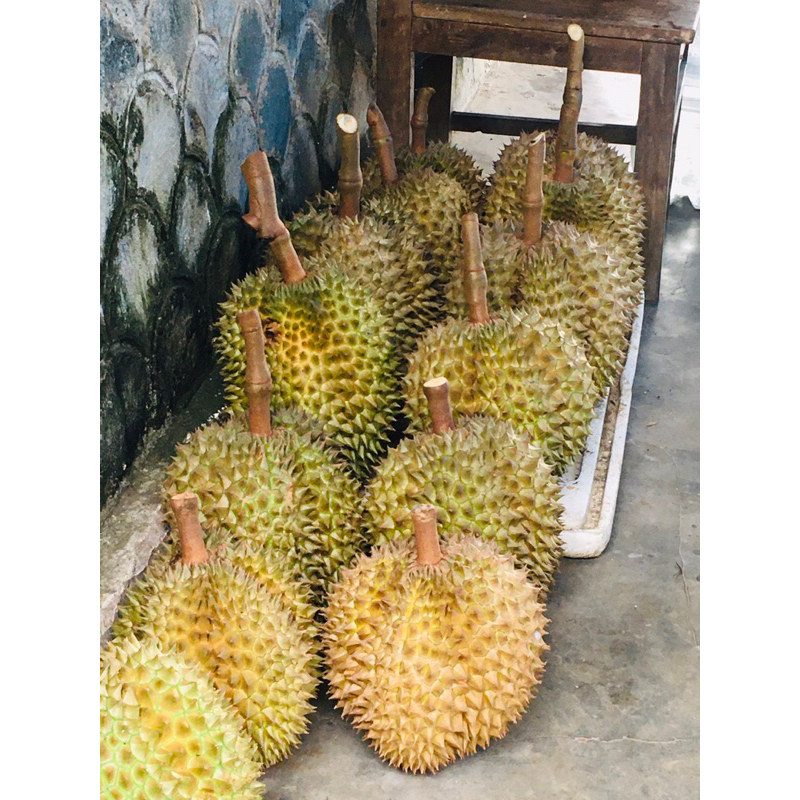 

Durian Trenggalek top endulll
