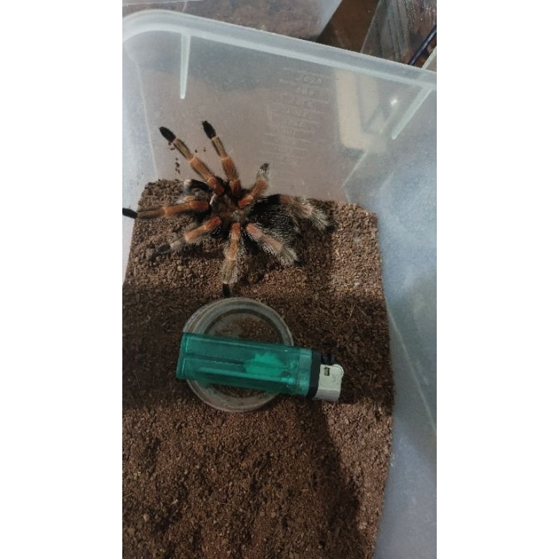 tarantula Brachypelma boehmei