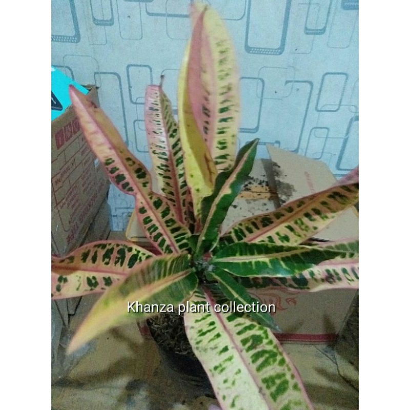 tanaman hias puring pink