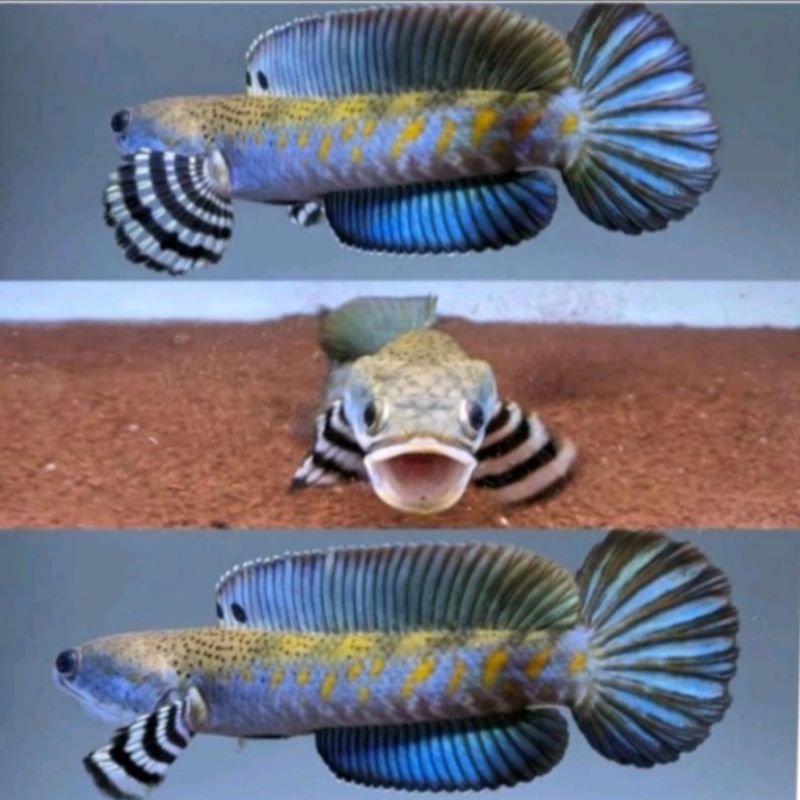 BLUE PULCHRA-+10CM (FREE PELET)