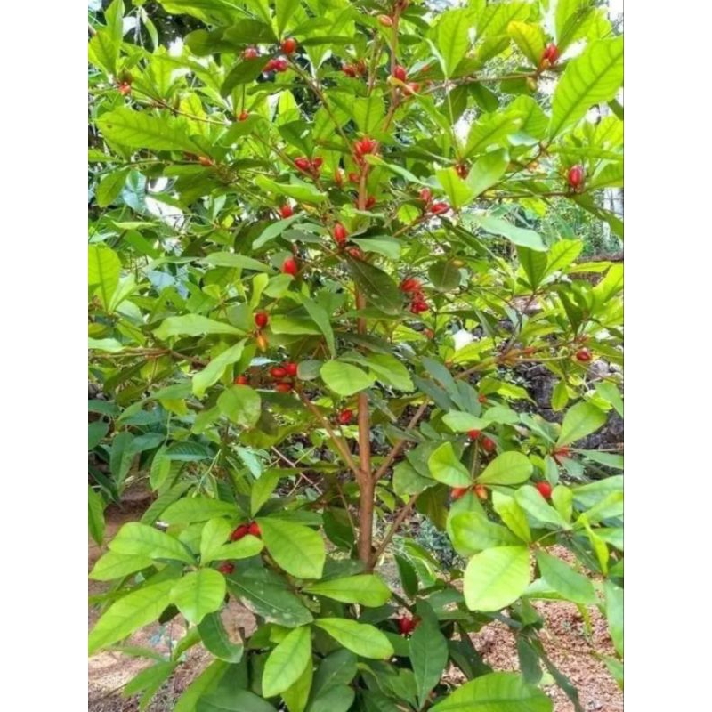 Bibit miracle fruit/buah ajaib sudah berbuah