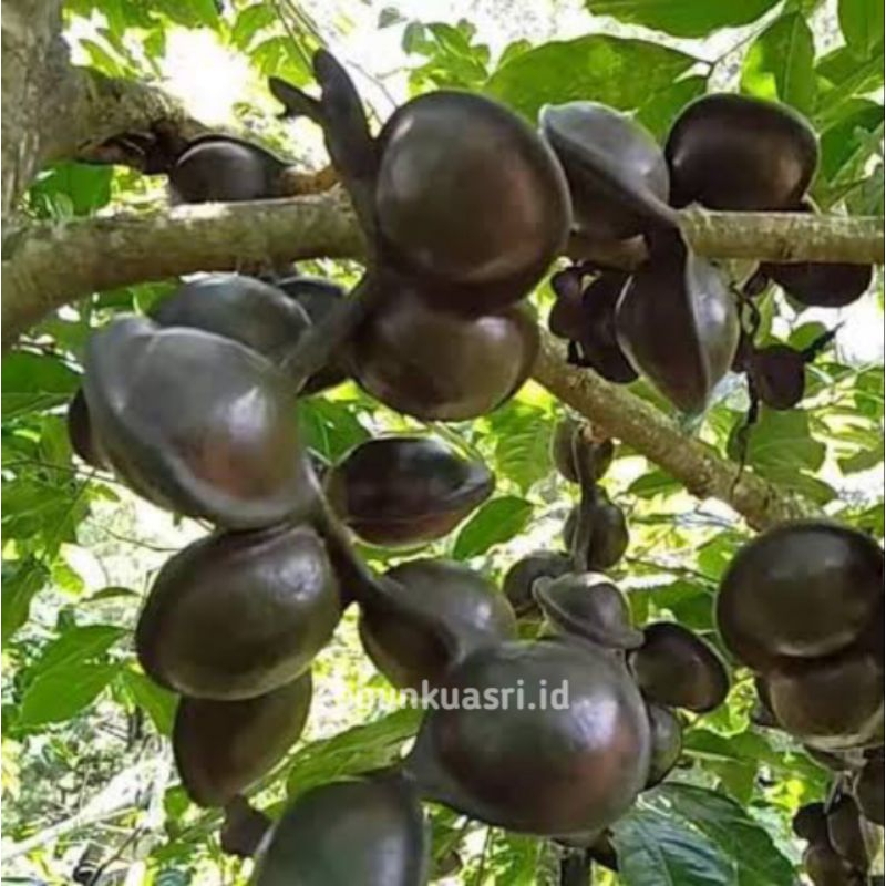 BIBIT JENGKOL SUPER/ BIBIT POHON JENGKOL/ BIBIT TANAMAN BUAH JENGKOL